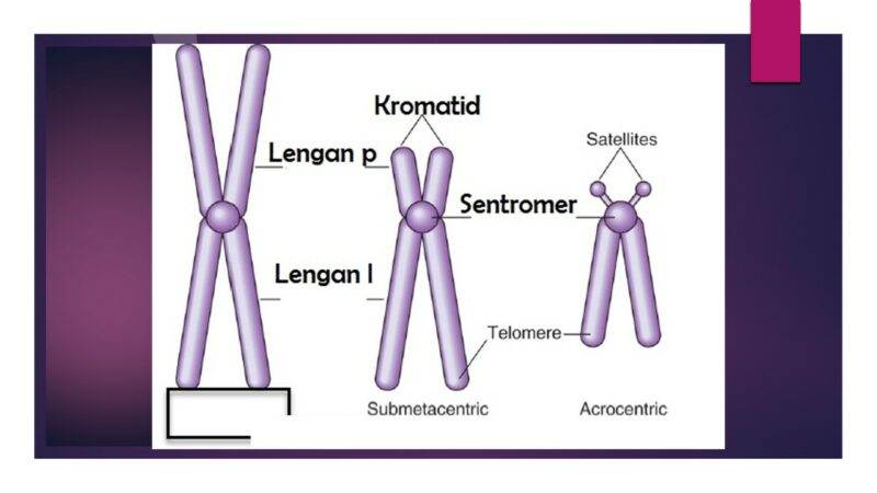 bagian-bagian kromosom