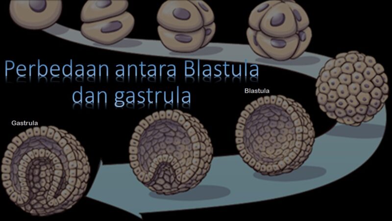Perbedaan antara Blastula dan gastrula