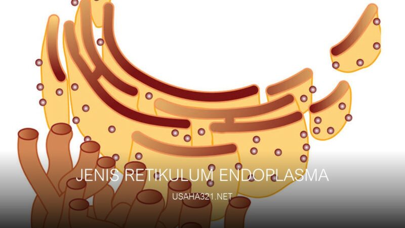 Jenis retikulum endoplasma
