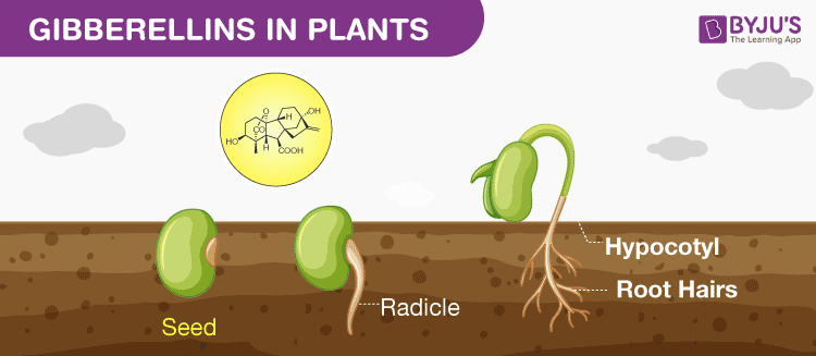 Fungsi giberelin pada tumbuhan