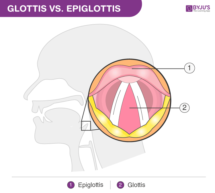 Difference Between Glottis and Epiglottis
