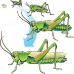 siklus hidup belalang