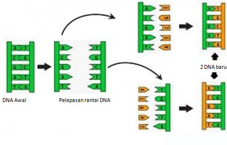 Tahap Sintesis Protein - Replika DNA