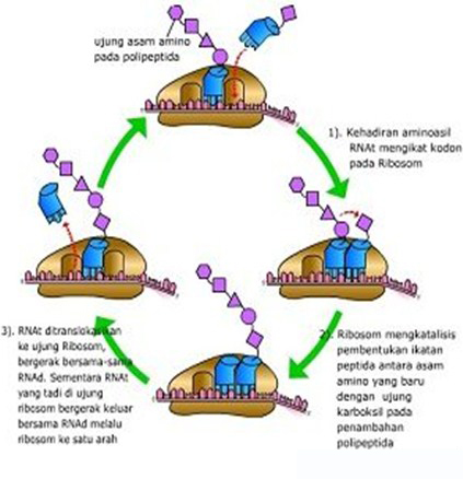 Tahap Sintesis Protein - Translasi