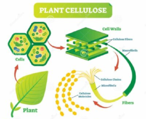 Apa fungsi selulosa pada tumbuhan