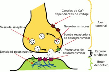 Sinapsis saraf