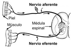 Neuron aferen eferen